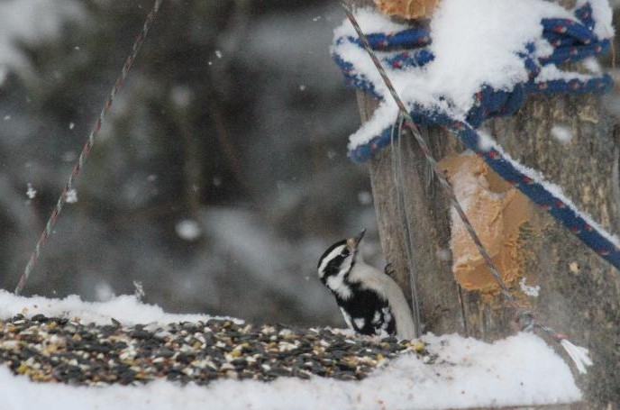 dpwny wood pecker at the feeder