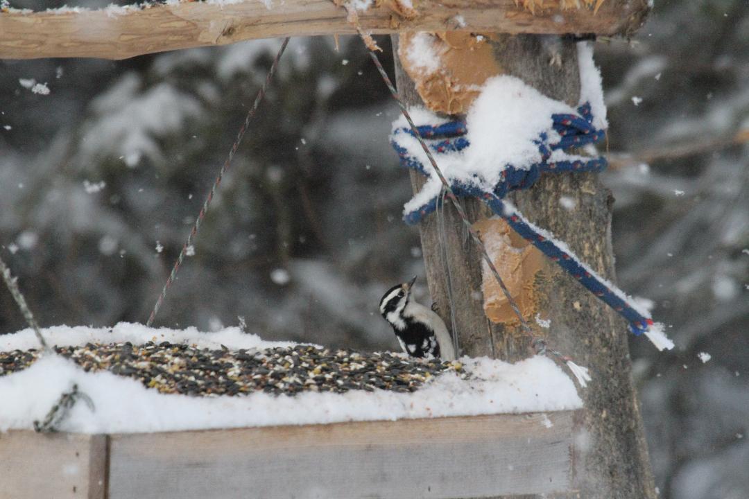 downy woodpecker