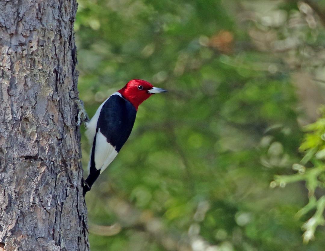 red headed woodpecker on tree