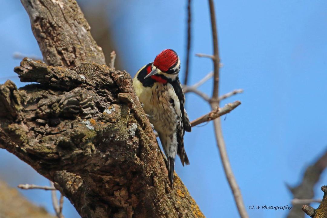 yellow bwllied sapsucker on broken limb