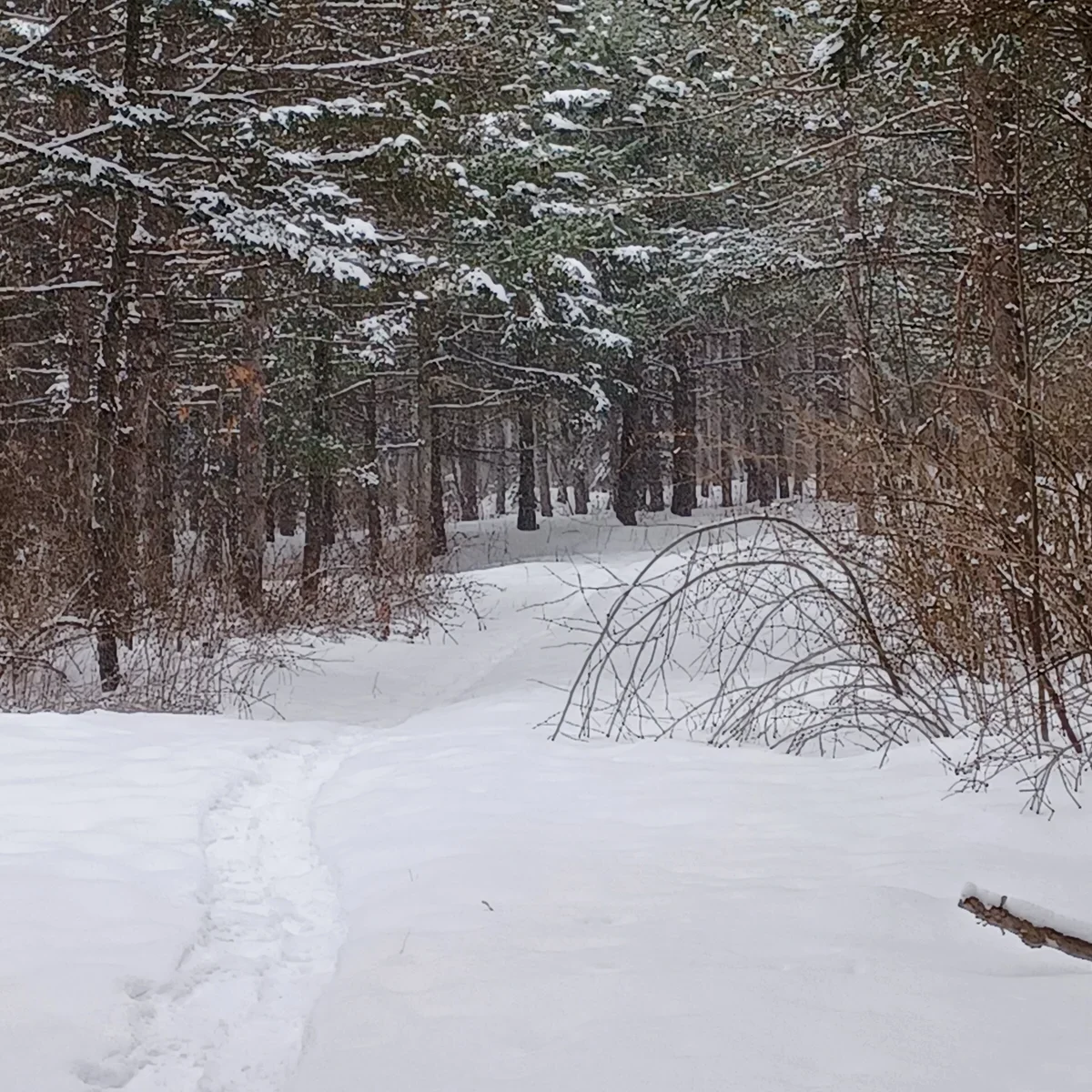 snow trail