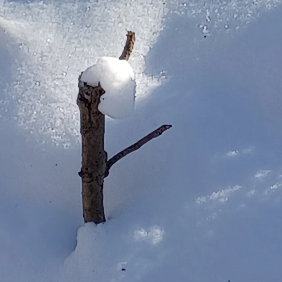 snow on a small stickdrooped over by the sunlight