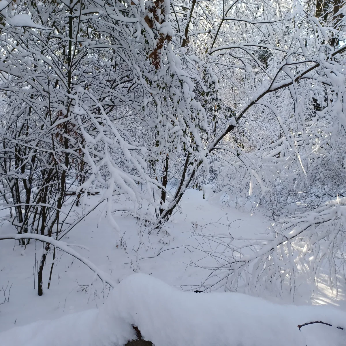 heavy snowfall in the woods