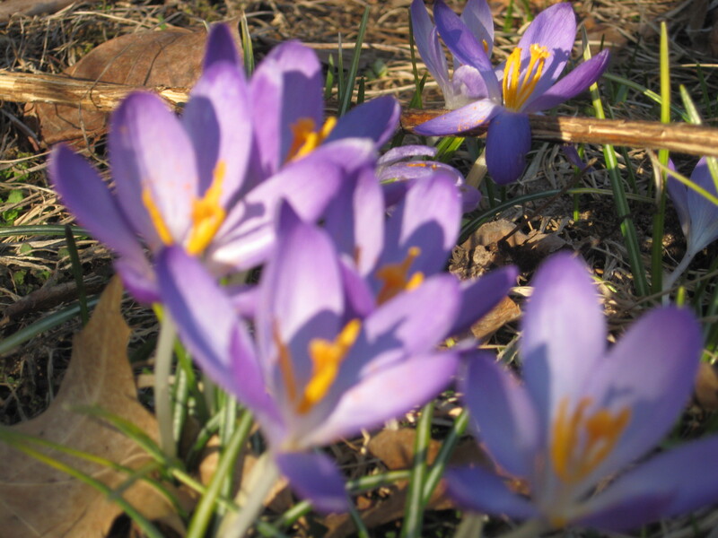 purple crocuses  in full bloom