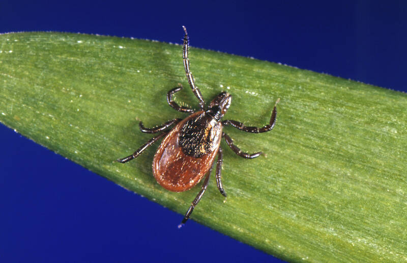 FILE - This undated photo provided by the U.S. Centers for Disease Control and Prevention (CDC) shows a blacklegged tick, also known as a deer tick, a carrier of Lyme disease. (CDC via AP, File)
