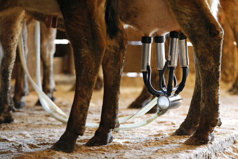 FILE - A dairy cow is milked at a farm in Newcastle, Maine, Tuesday, March 31, 2015. (AP Photo/Robert F. Bukaty, File)