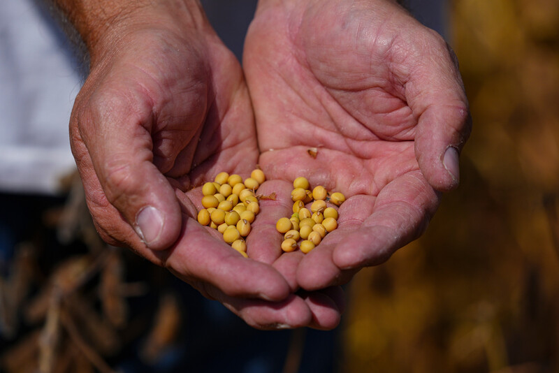 Brian Warpup inspects one of his soybean fields in Warren, Ind., Thursday, Sept. 11, 2025. (AP Photo/Michael Conroy)