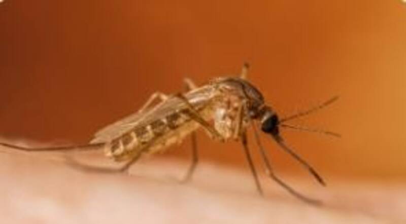 Mosquito on skin (source CDC)
