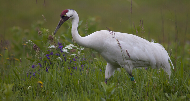 Whooping Crane photo courtesy International Crane Foundation