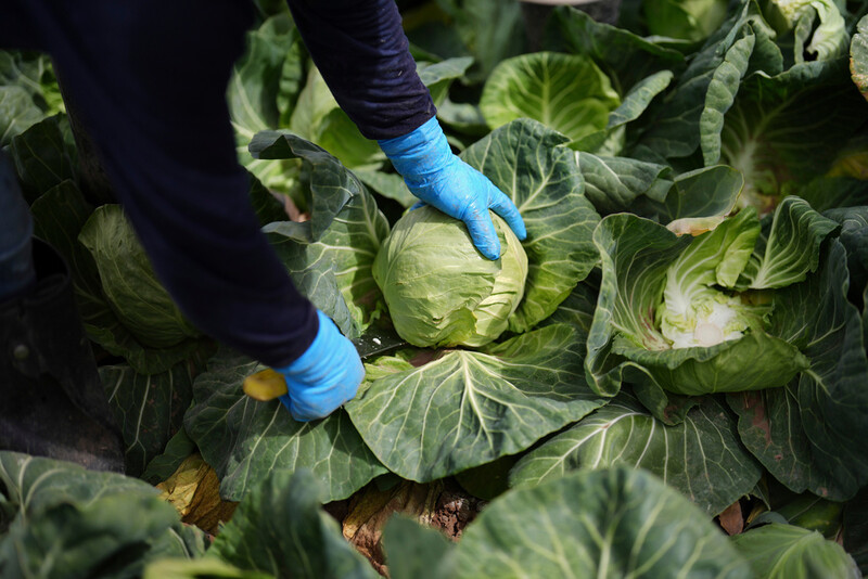 FILE - A worker harvests cabbage March 5, 2025, in Holtville, Calif. (AP Photo/Gregory Bull, File)