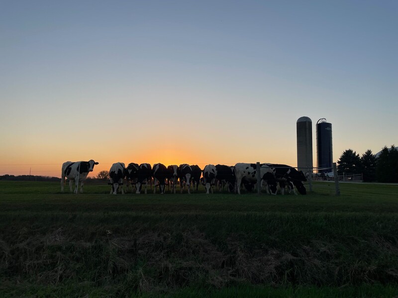 Dairy cows huddle at sunset on a farm in Manitowoc County. Advocates and farmers say an ICE raid that took 24 migrants into custody Sept. 25 poses a threat to the state’s dairy farms and the immigrant workers that keep the industry afloat. (Photo by Andrew Kennard/Wisconsin Examiner)