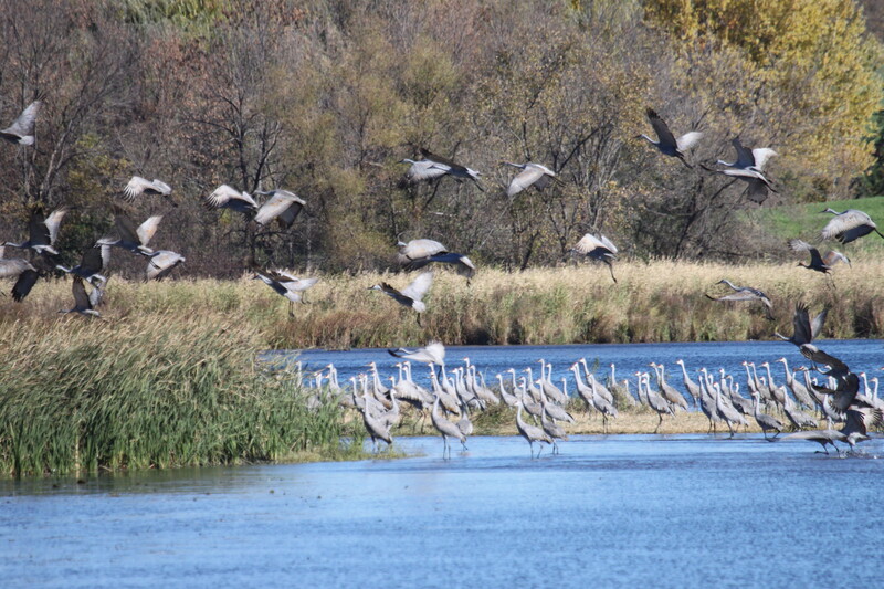 large flock of sandhills cranes taking flight