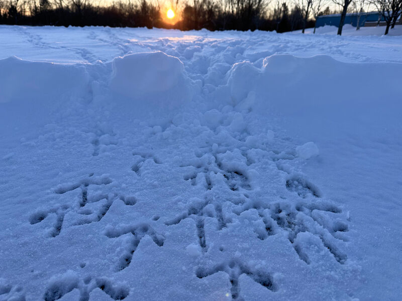 The rising sun highlights fresh turkey tracks in Lowville, N.Y.,, on Saturday, Nov. 29, 2025. (AP Photo/Cara Anna)