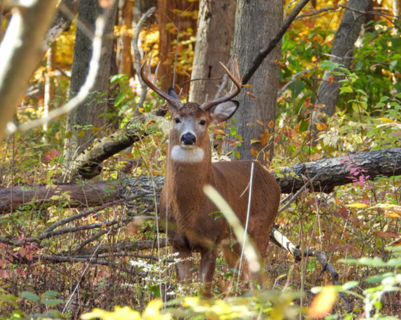 Preliminary deer harvest and license sales totals for the opening weekend of the 2025 gun deer season are now available. / Photo Credit: iStock/Brian Woolman