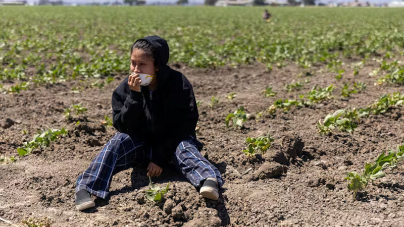 A person sits in a field of crops after a raid by U.S. immigration agents. Blake Fagan/AFP via Getty Images