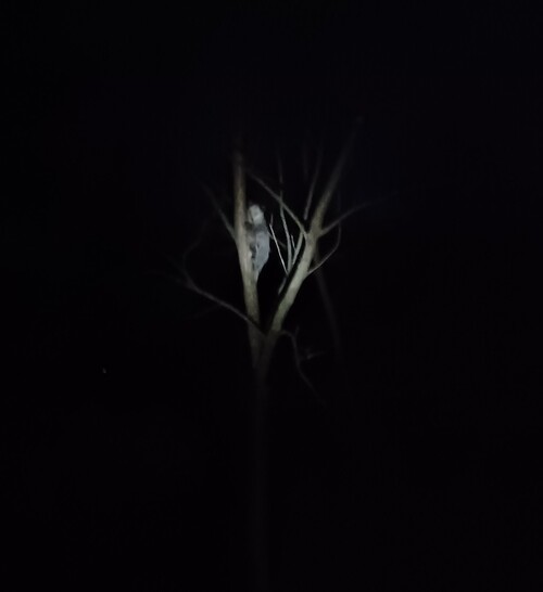 possum night tree