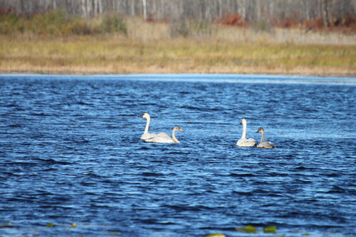 4 swanson on blue water