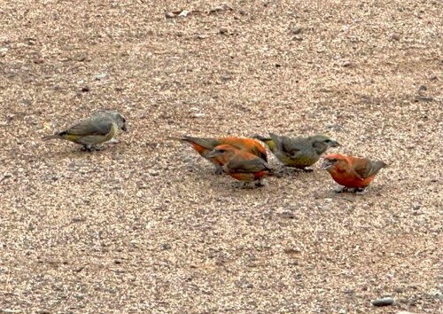 red crossbills feeding
