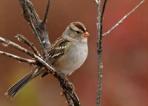 whute crowned sparrow roosting