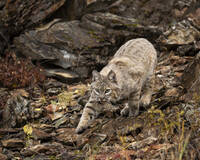 bobcat photo