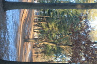 oak and pine trees in city park