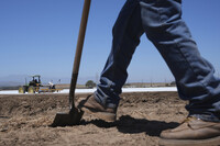 A farm worker checks the land as workers plow a strawberry field in Oxnard, Calif., on Wednesday, June 18, 2025. (AP Photo/Damian Dovarganes)