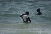 A Palestinian youth carries a sack of aid that landed in the Mediterranean Sea after being airdropped over central Gaza, at the shore of Zawaida, Gaza Strip Tuesday, July 29, 2025. (AP Photo/Abdel Kareem Hana)