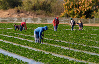 The H-2A visa program allows U.S. agricultural employers to temporarily employ foreign workers to fill seasonal jobs. (Adobe Stock)