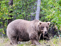 Grazer, a female bear who is the two-time defending champion in the popular online Fat Bear Week competition, is shown Sept. 27, 2024, in Katmai National Park and Preserve, Alaska. (M. Carenza/National Park Service via AP)