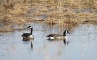 two geese on a pond with weeds