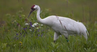 Whooping Crane photo courtesy International Crane Foundation