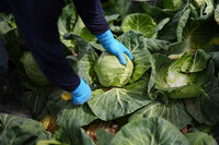 FILE - A worker harvests cabbage March 5, 2025, in Holtville, Calif. (AP Photo/Gregory Bull, File)