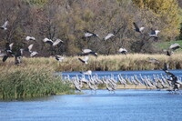 large flock of sandhills cranes taking flight