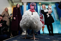 Waddle, the alternate national Thanksgiving turkey, stands in the White House press briefing room, Tuesday, Nov. 25, 2025, in Washington. (AP Photo/Julia Demaree Nikhinson)