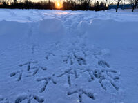The rising sun highlights fresh turkey tracks in Lowville, N.Y.,, on Saturday, Nov. 29, 2025. (AP Photo/Cara Anna)