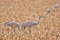 Crane Photo Mark Moschell (CC-BY-NC)