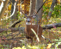 Preliminary deer harvest and license sales totals for the opening weekend of the 2025 gun deer season are now available. / Photo Credit: iStock/Brian Woolman