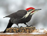 Piliated Woodpecker