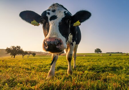 Picture of cow