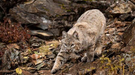 bobcat photo