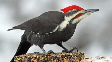 Piliated Woodpecker