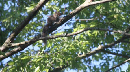 gray squirrel ina tree with green leaves