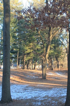 oak and pine trees in city park