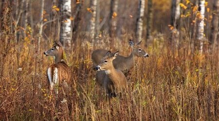 Baiting and feeding encourage deer to congregate unnaturally around a specific location, creating an environment where infected deer can quickly spread CWD. / Photo Credit: Linda Freshwaters Arndt