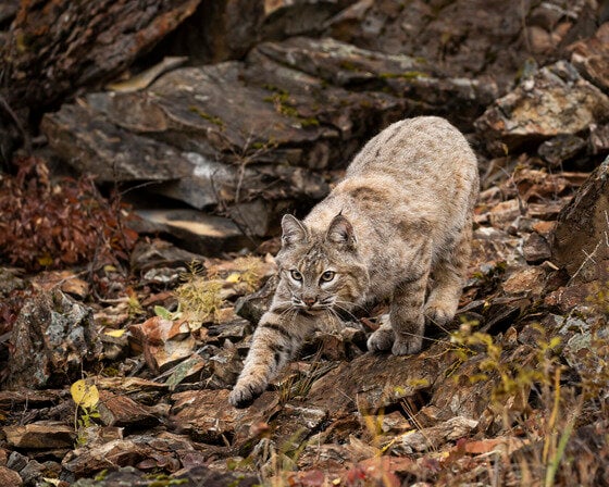 bobcat photo