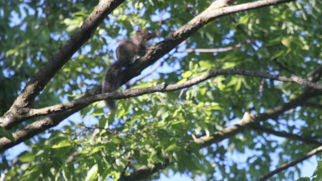 gray squirrel ina tree with green leaves