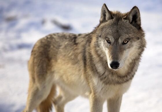 Gray Wolf