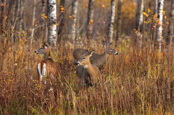 Baiting and feeding encourage deer to congregate unnaturally around a specific location, creating an environment where infected deer can quickly spread CWD. / Photo Credit: Linda Freshwaters Arndt