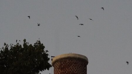 Swifts entering chimney