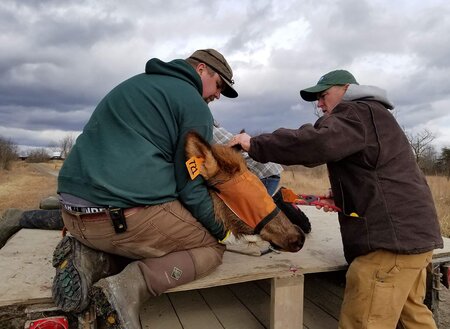 cwd tagging elk